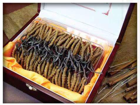 塔什库尔干冬虫夏草回收